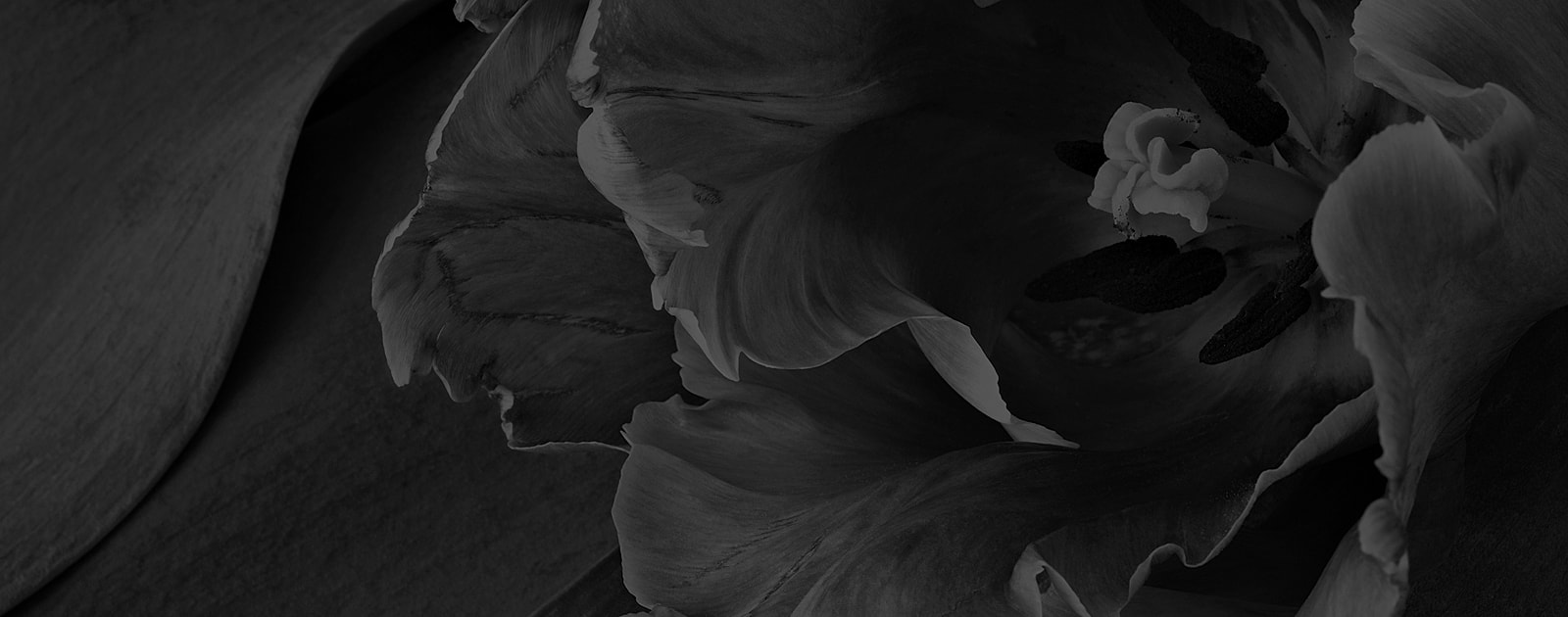 Black and white close-up of a flower.