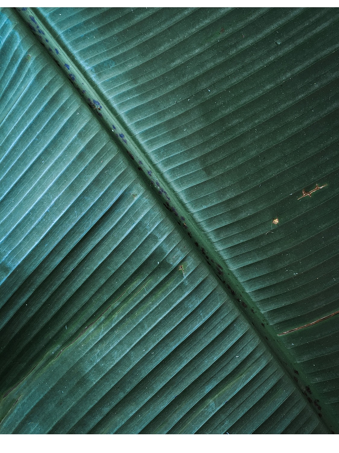 Close-up of a large green leaf.